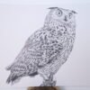 Lámina Búho Real