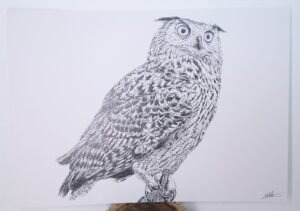 Lámina Búho Real