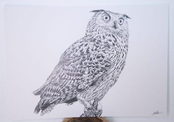 Lámina Búho Real