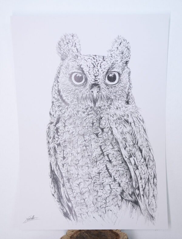 _OSO8112 Lámina Autillo