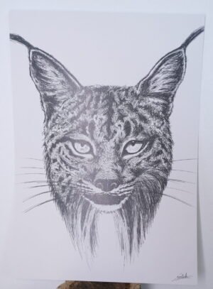 Lámina Lince Íberico